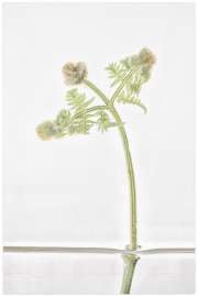 Petra Lutnyk: Weißer Stechapfel, Datura stramonium, 2019