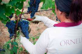 Eine Mitarbeiterin von Ornellaia liest rote Trauben