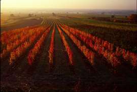 Burgenland, Weingarten im Herbst in leuchtenden Farben