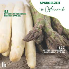 Stimmungsbild Spargelzeit in sterreich mit grnem und weissen Spargel