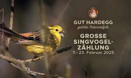 Das Sujet der diesjhrigen Vogelftterung