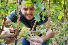 Winzer Marius Meyer liest hochreife Trauben der Sorte Sauvignon Blanc