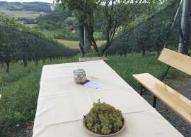 frisch gelesene Weissweintrauben und lokale Burgundertrüffel im Weingut Tropper