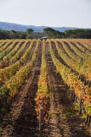 Die herbstlichen Weingärten von Ornellaia im Oktober 2022
