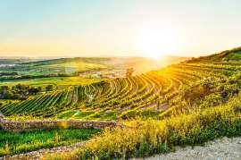 Der herbstlich gefärbte Zöbinger Heiligenstein im Gegenlich der untergehenden Sonne