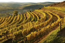 Gut & reichlich: Österreichischer Wein 2017