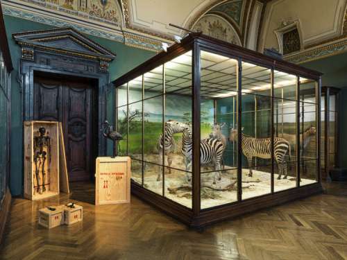 Ausstellungsansicht im Nathurhistorischen Museum Wien: Mark Dion: The Tar Museum – Skeleton Cabinet, Lizard and Gecko & Flamingo, 2006