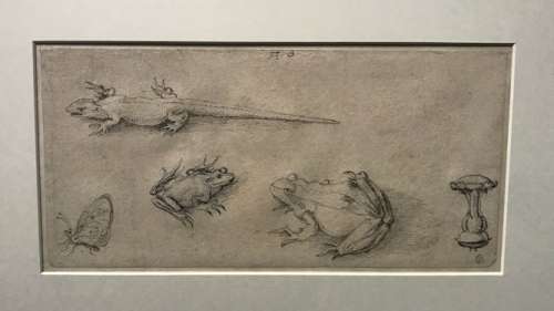 Albrecht Dürer Naturstudien