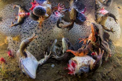 Bence Máté: Harvesting Frogs’ Legs