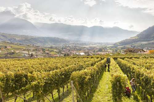 Traumhafter Ausblick über die Weinberge in Algund