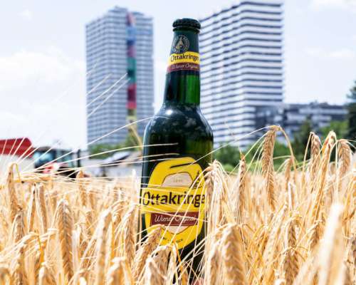 Eine Flasche Wiener Original im Kornfeld