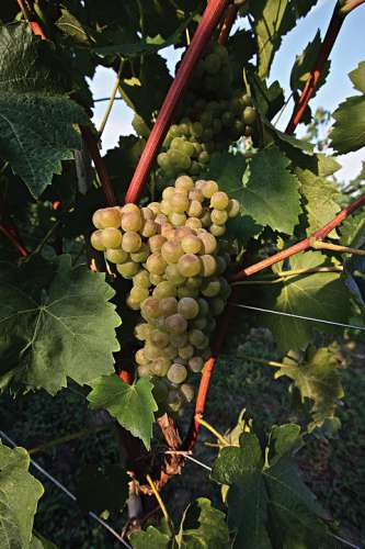Reife Turbiana-Trauben am Weinstock