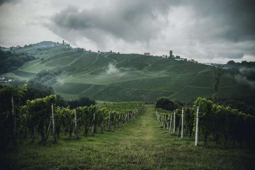 Steirische Hügellandschaft mit Weingärten