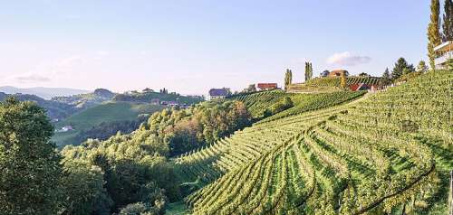 Blick in Richtung Ried Dr.Wunsch mit Steillagen