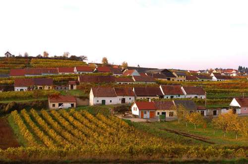 Impressionen dem Weinbaugebiet Kamptal in Niederösterreich im Herbst