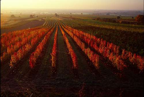 Burgenland, Weingarten im Herbst in leuchtenden Farben