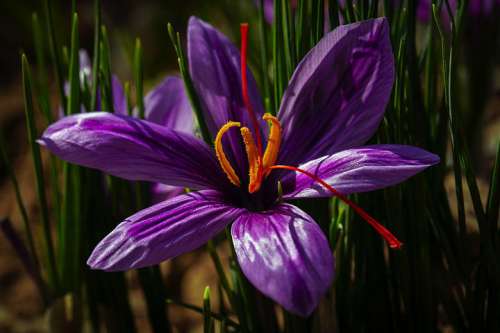Eine Safran Krokusblüte