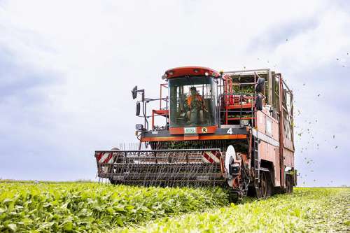 Erntemaschine bei der Spinaternte im Marchfeld