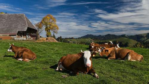 Kühe auf einer Wiese im Triestingtal
