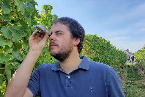 Weingut Meyer Lese 2020: Marius Meyer misst beim Sauvignon Blanc 2020 satte 90 Grad Oechsle