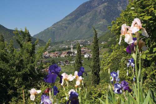 Blick von Blumenwiese mit Iris auf Dorf Algund