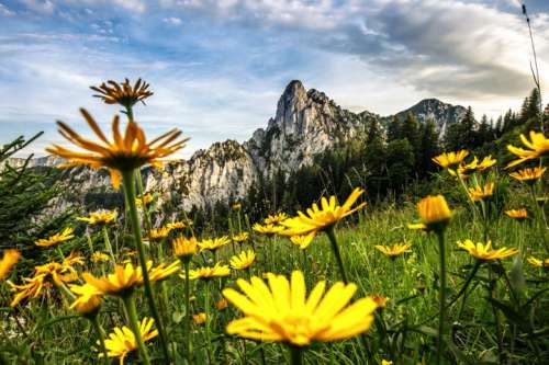 Hörndlwand im Frühling mit gelber Blumenwiese