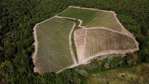 Luftaufnahme der Weingärten von Castello di Fonterutoli