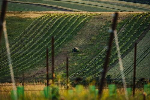 Blick in die Ried Reinthal im Weinviertel