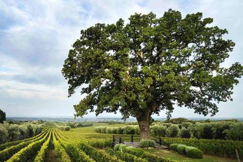 Die Eiche von Bellaria, Wahrzeichen von Ornellaia, im Hintergrund Rundblick auf Bolgheri