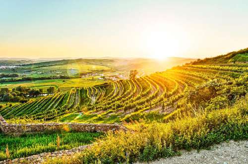 Der herbstlich gefärbte Zöbinger Heiligenstein im Gegenlich der untergehenden Sonne