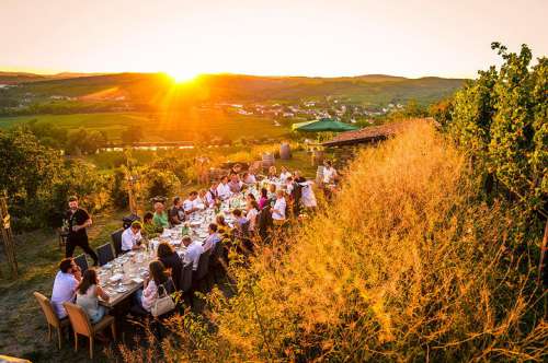 Eine lange Tafel mit Gästen mitten im herbstlichen Weingarten kurz vor Sonnenuntergang